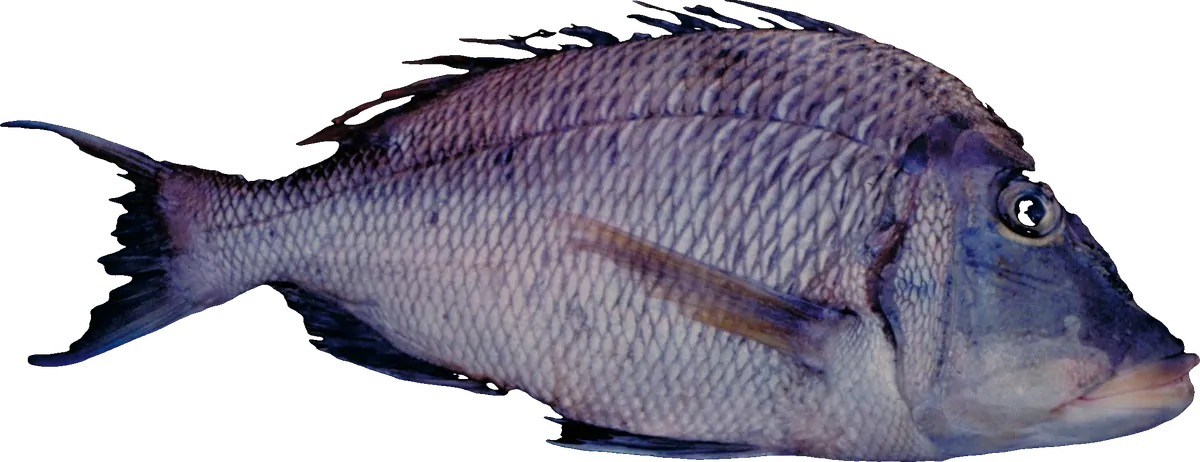 Emperor Fish (Lethrinus spp.)