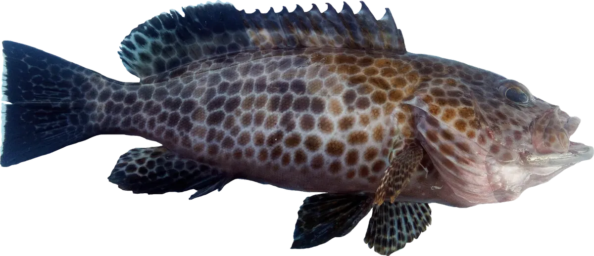 Grouper (Epinephelus spp.)
