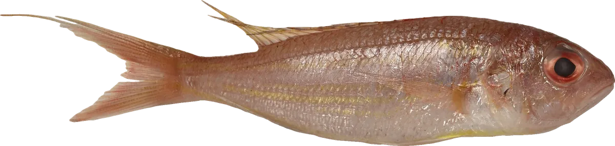 Japanese Threadfin Bream (Nemipterus japonicus)